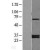 Western Blot: 14-3-3 gamma Lysate [NBL1-17949] - Western Blot experiments. 
Left-Control; Right -Over-expression Lysate for YWHAG